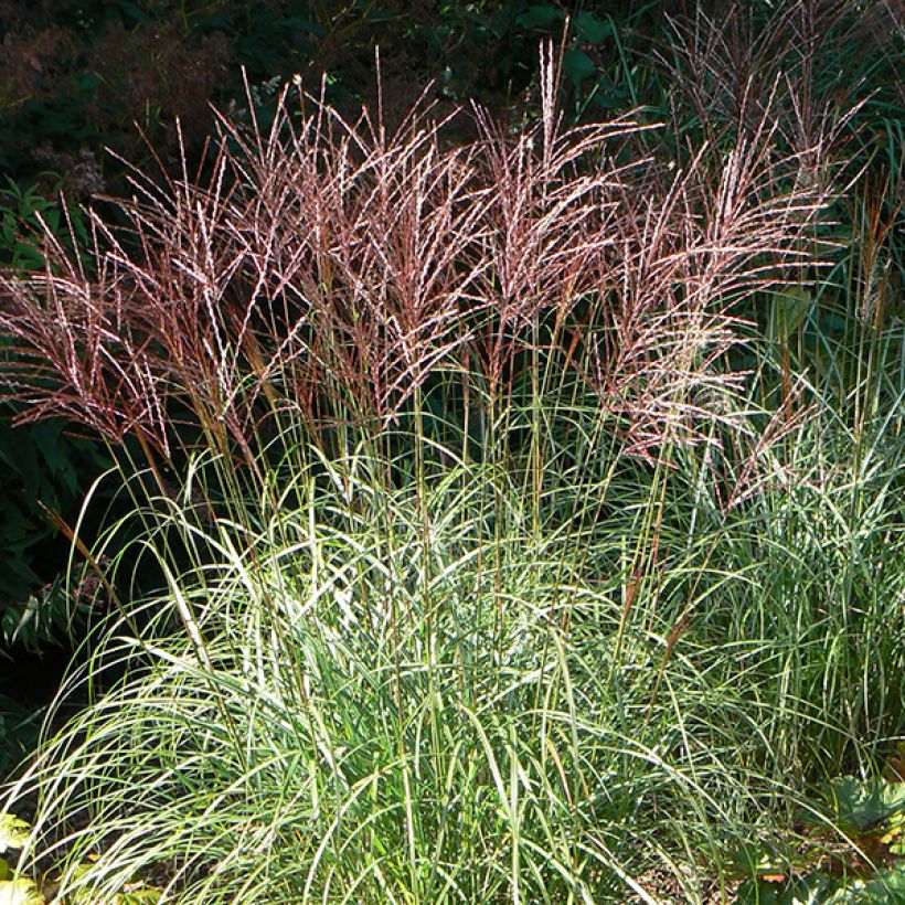 Miscanthus sinensis Ferner Osten - Prachtriet (Bloei)