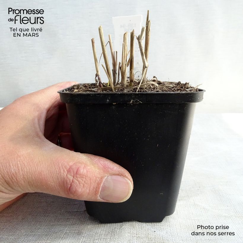 Exemplaar van Miscanthus sinensis Ferner Osten - Prachtriet Kweekpotje van 8/9 cm zoals geleverd in de lente