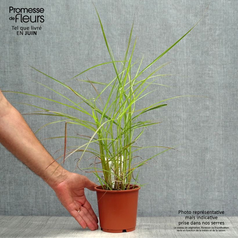 Exemplaar van Miscanthus sinensis Ferner Osten - Prachtriet Pot van 1 l/1,5 l zoals geleverd in de zomer