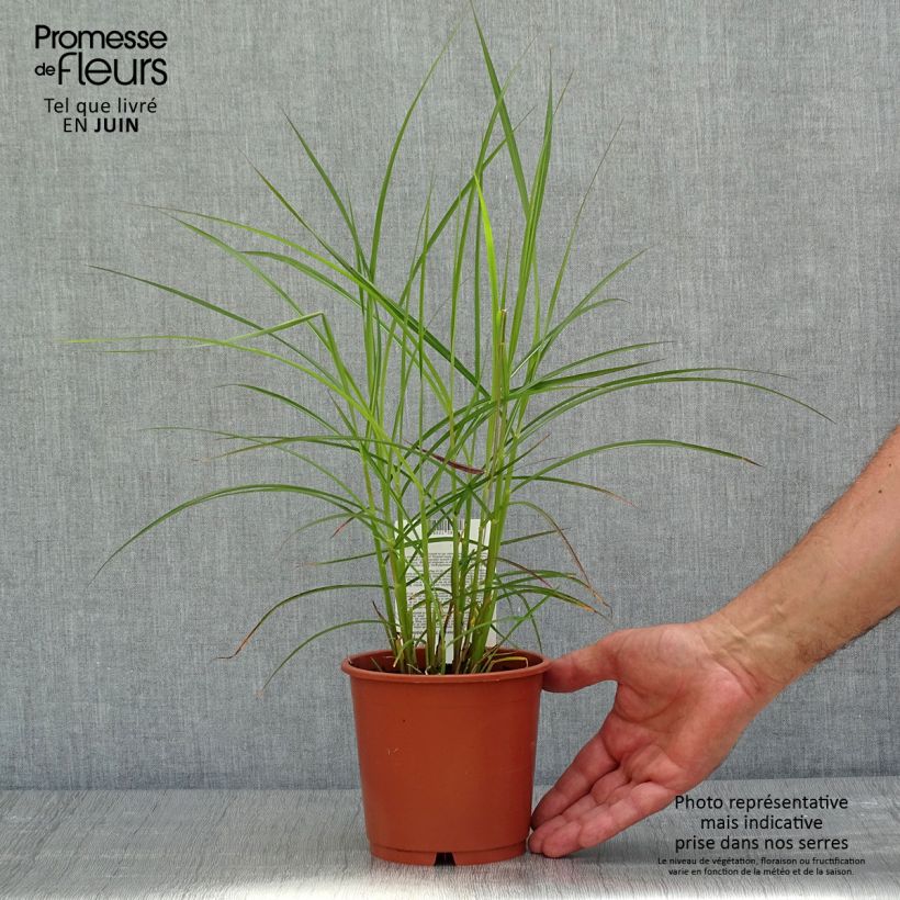 Exemplaar van Miscanthus sinensis Ferner Osten - Prachtriet Pot van 1 l/1,5 l zoals geleverd in de lente