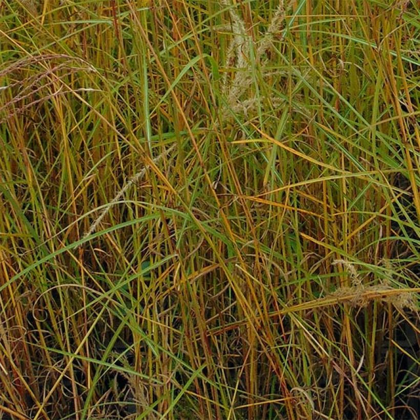 Miscanthus sinensis Flamingo - Prachtriet (Blad)