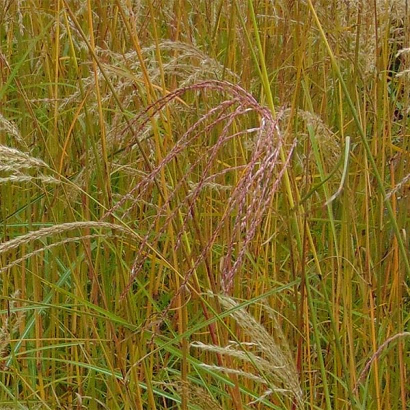 Miscanthus sinensis Flamingo - Prachtriet (Bloei)