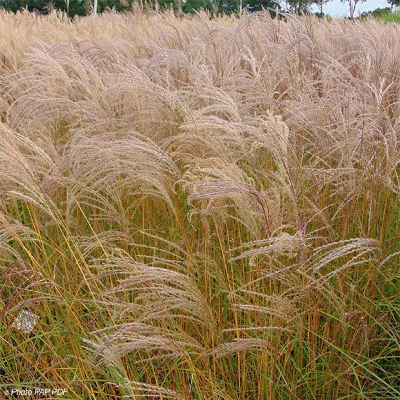 Miscanthus sinensis Flamingo - Prachtriet (Groeiplaats)