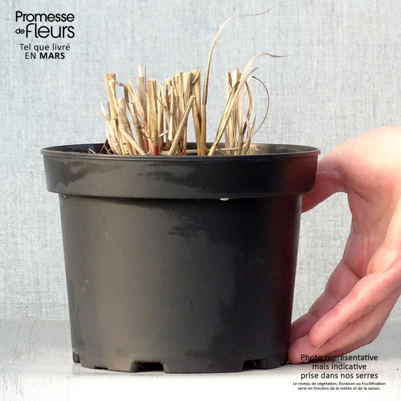 Exemplaar van Miscanthus sinensis Flamingo - Prachtriet Pot van 2 l/3 l zoals geleverd in de lente