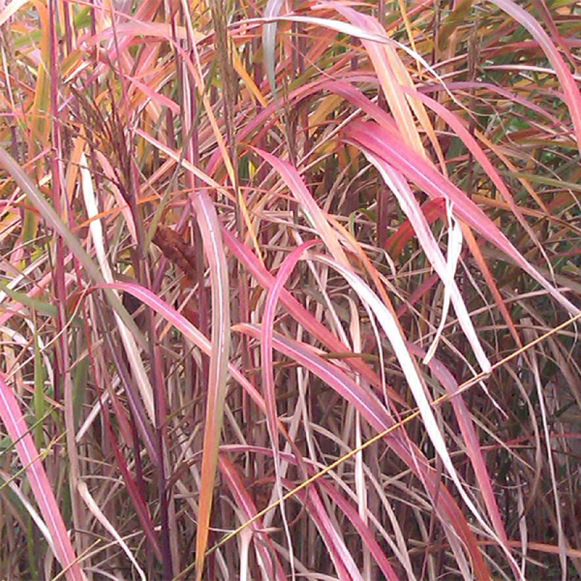 Miscanthus sinensis Ghana - Prachtriet (Blad)
