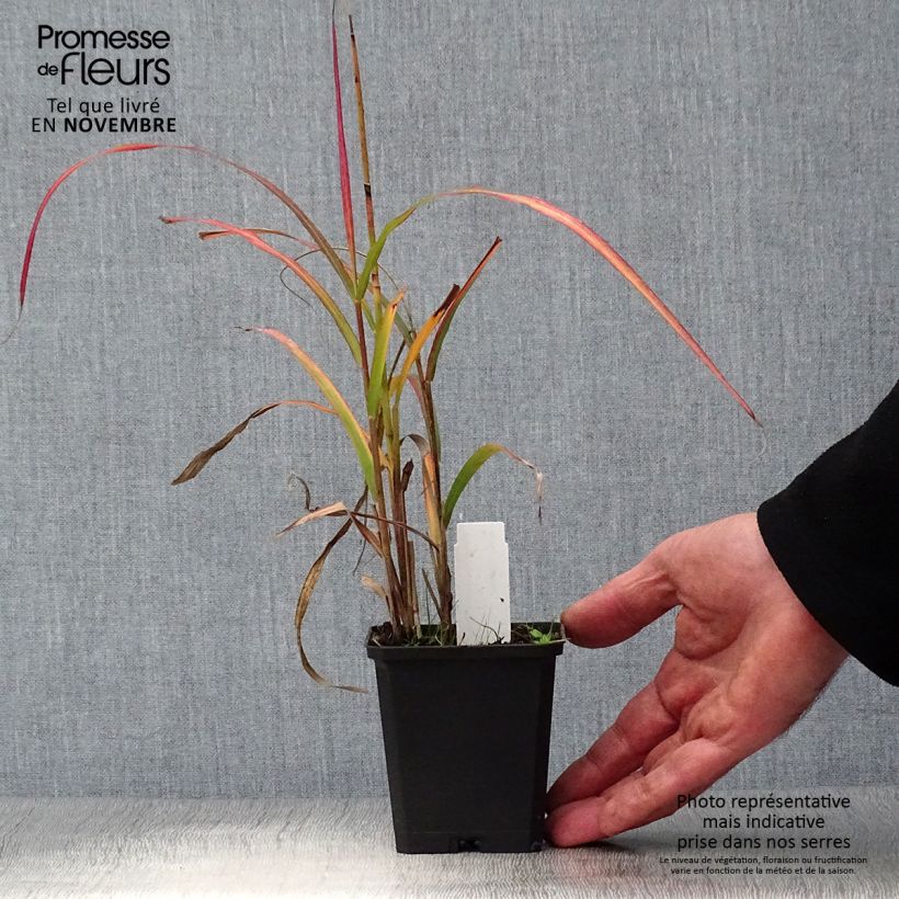 Exemplaar van Miscanthus sinensis Ghana - Prachtriet Kweekpotje van 8/9 cm zoals geleverd in de herfst