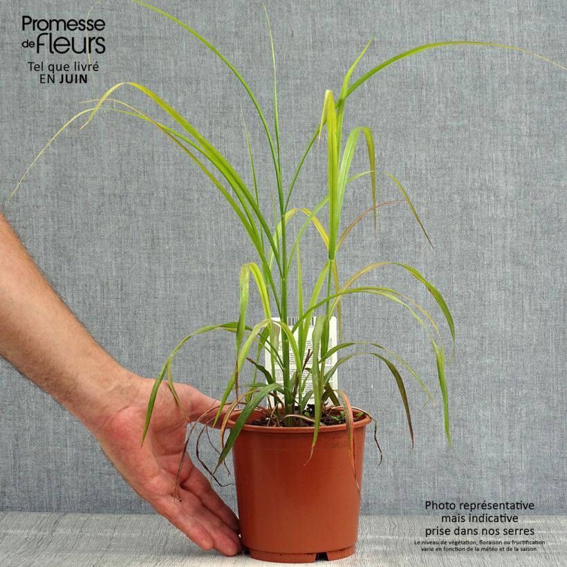 Exemplaar van Miscanthus sinensis Ghana - Prachtriet Pot van 1 l/1,5 l zoals geleverd in de zomer