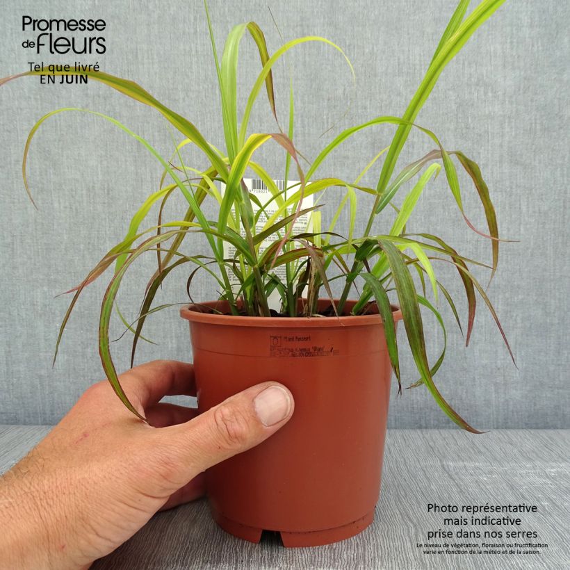 Exemplaar van Miscanthus sinensis Ghana - Prachtriet Pot van 1 l/1,5 l zoals geleverd in de lente