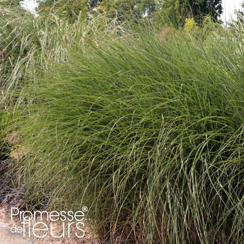 Miscanthus sinensis Gnom - Prachtriet (Plant habit)