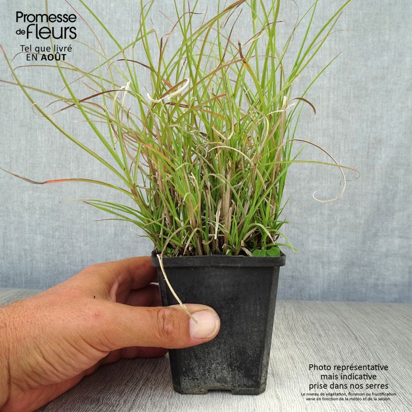 Exemplaar van Miscanthus sinensis Gnom - Prachtriet Kweekpotje van 8/9 cm zoals geleverd in de zomer