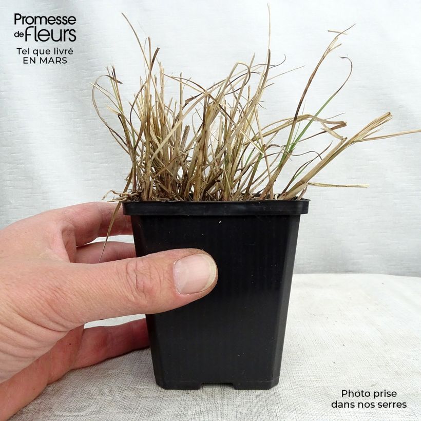 Example of Miscanthus sinensis Gnom - Prachtriet Kweekpotje van 8/9 cm as you get in printemps