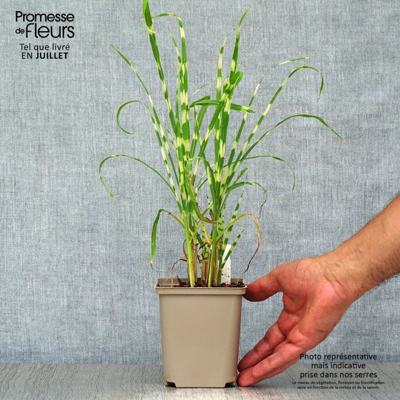 Exemplaar van Miscanthus sinensis Gold Bar - Prachtriet Kweekpotje van 8/9 cm zoals geleverd in de zomer