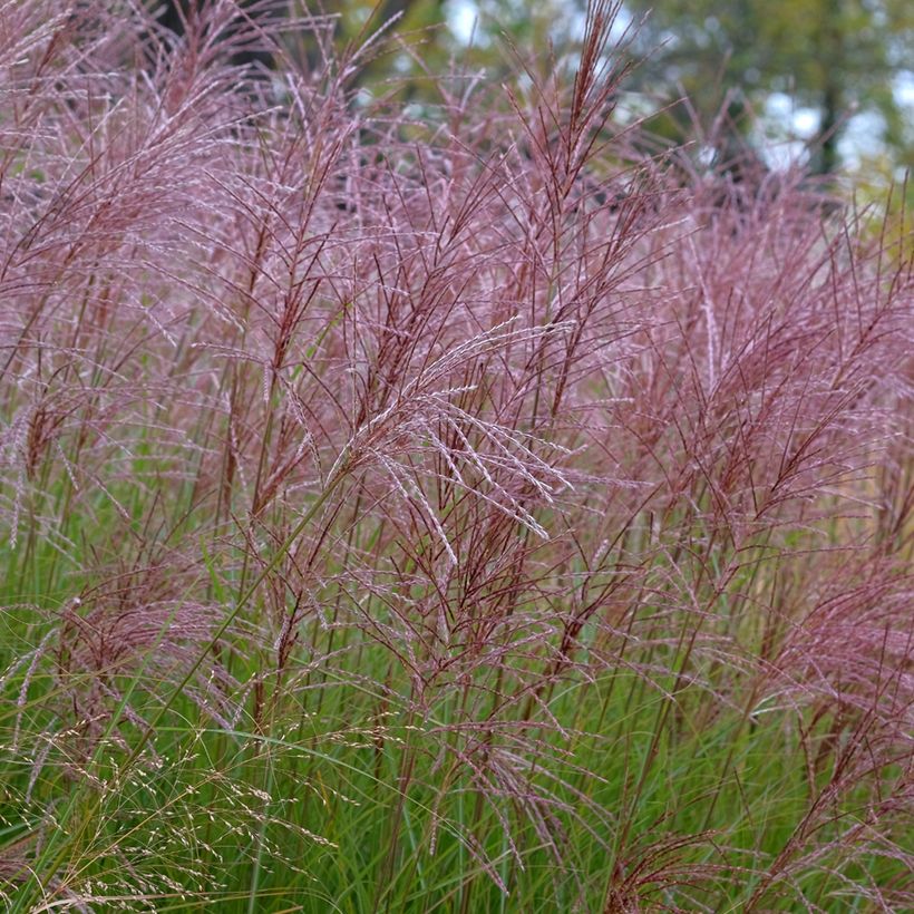 Miscanthus sinensis Gracillimus - Prachtriet (Bloei)