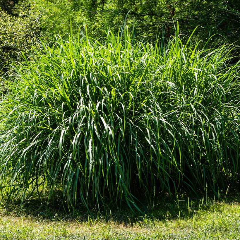 Miscanthus sinensis Gracillimus - Prachtriet (Groeiplaats)