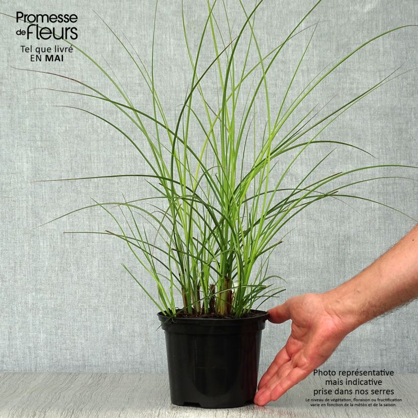 Exemplaar van Miscanthus sinensis Gracillimus - Prachtriet Pot van 2 l/3 l zoals geleverd in de lente