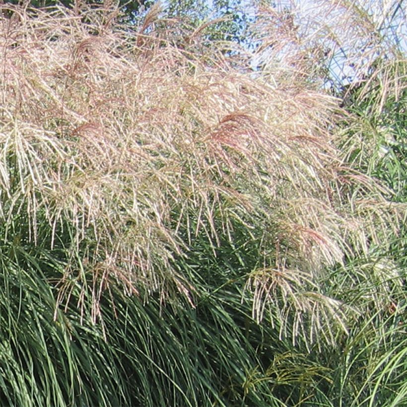 Miscanthus sinensis Graziella - Prachtriet (Bloei)
