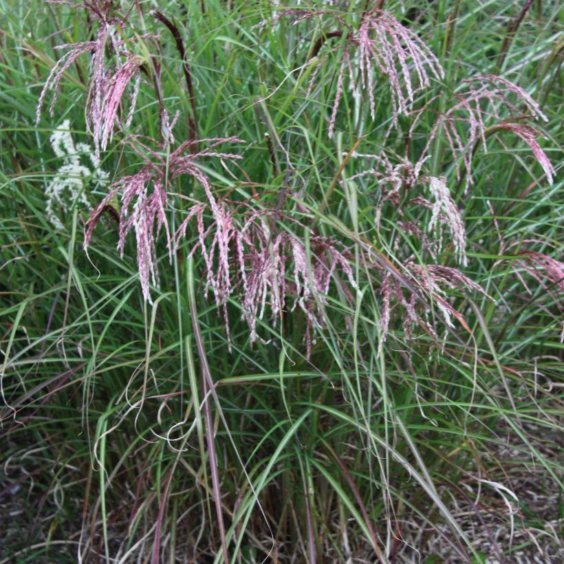 Miscanthus sinensis Kaskade - Prachtriet (Plant habit)
