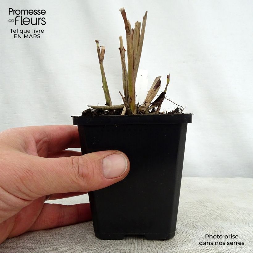 Example of Miscanthus sinensis Kaskade - Prachtriet Kweekpotje van 8/9 cm as you get in printemps