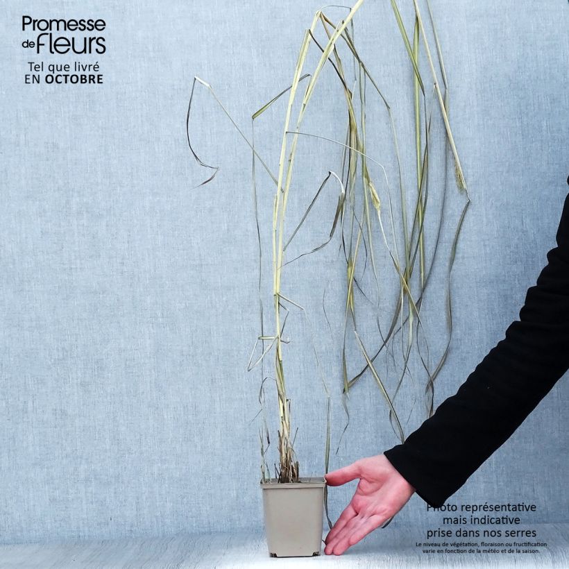 Exemplaar van Miscanthus sinensis Kaskade - Prachtriet Kweekpotje van 8/9 cm zoals geleverd in de herfst