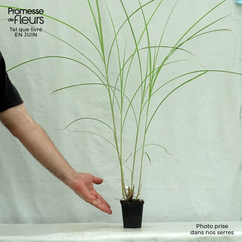 Exemplaar van Miscanthus sinensis Kaskade - Prachtriet Kweekpotje van 8/9 cm zoals geleverd in de zomer