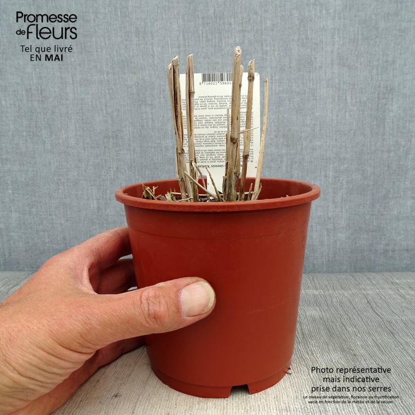 Exemplaar van Miscanthus sinensis Kaskade - Prachtriet Pot van 1 l/1,5 l zoals geleverd in de lente