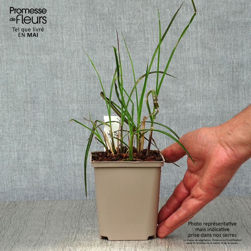 Exemplaar van Miscanthus sinensis Kleine Fontäne - Prachtriet Kweekpotje van 8/9 cm zoals geleverd in de lente