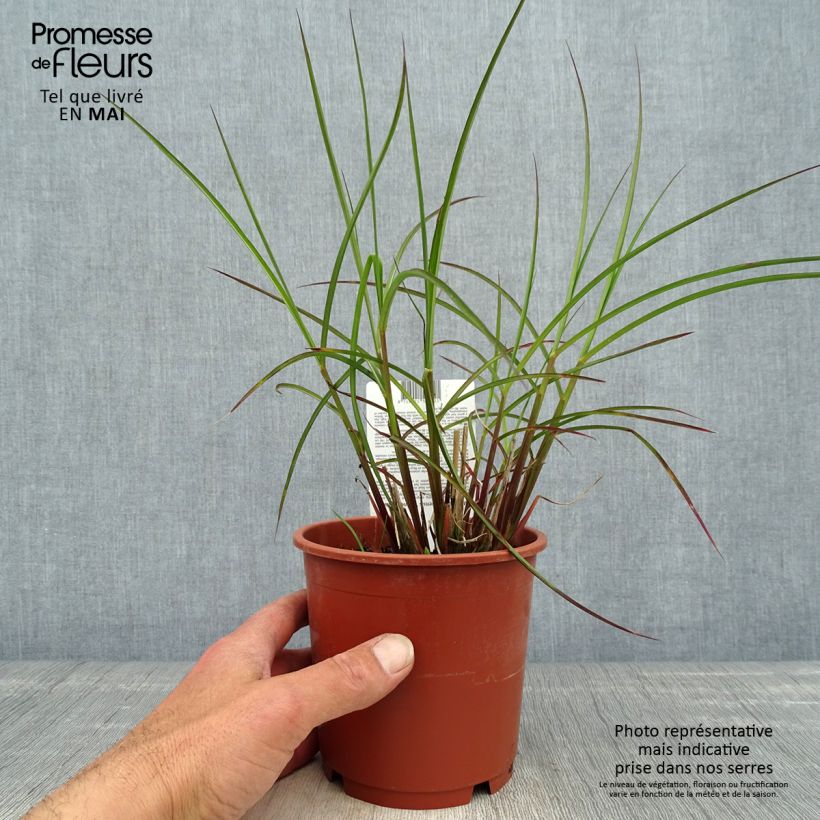 Exemplaar van Miscanthus sinensis Kleine Fontäne - Prachtriet Pot van 1 l/1,5 l zoals geleverd in de lente