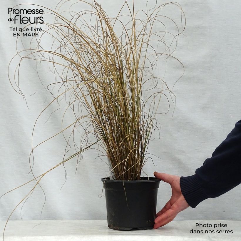 Exemplaar van Miscanthus sinensis Kleine Fontäne - Prachtriet Pot van 3 l/4 l zoals geleverd in de lente