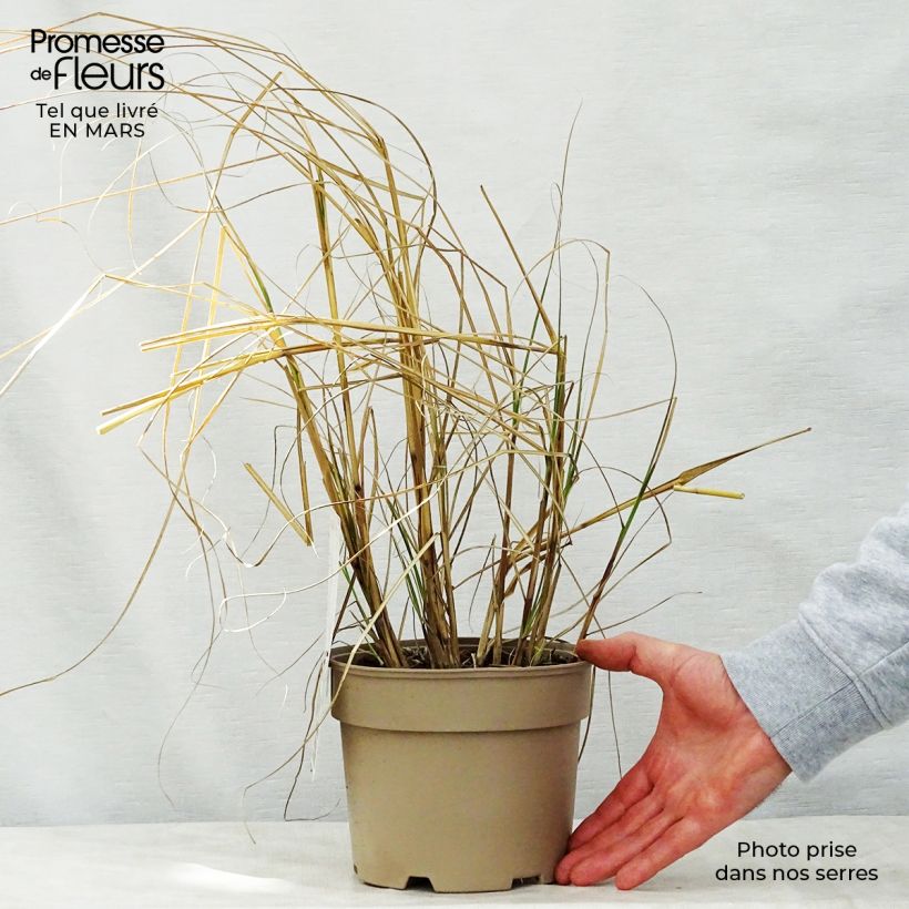 Exemplaar van Miscanthus sinensis Kleine Silberspinne - Prachtriet Pot van 4 l/5 l zoals geleverd in de lente