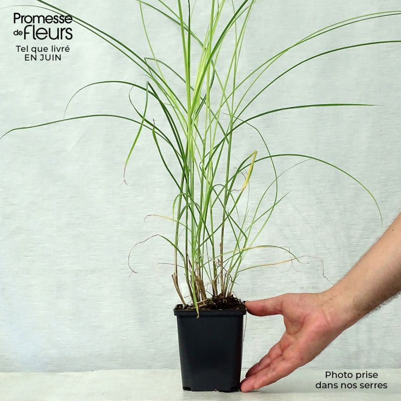 Exemplaar van Miscanthus sinensis Kleine Silberspinne - Prachtriet Kweekpotje van 8/9 cm zoals geleverd in de zomer