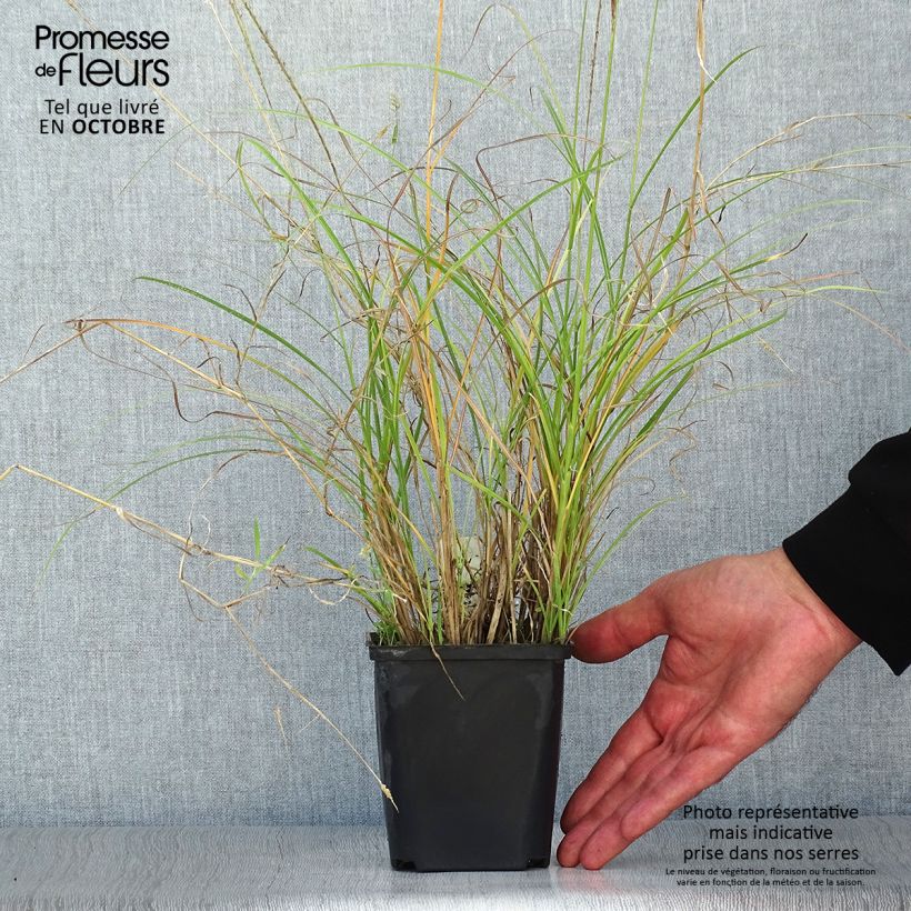 Exemplaar van Miscanthus sinensis Kleine Silberspinne - Prachtriet Kweekpotje van 8/9 cm zoals geleverd in de herfst
