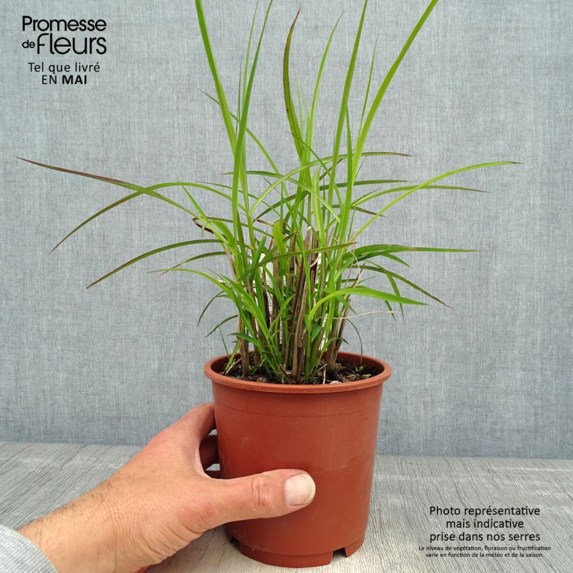 Exemplaar van Miscanthus sinensis Kleine Silberspinne - Prachtriet Pot van 1 l/1,5 l zoals geleverd in de lente