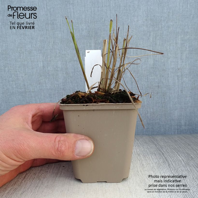 Exemplaar van Miscanthus sinensis Little Miss - Prachtriet Kweekpotje van 8/9 cm zoals geleverd in de winter