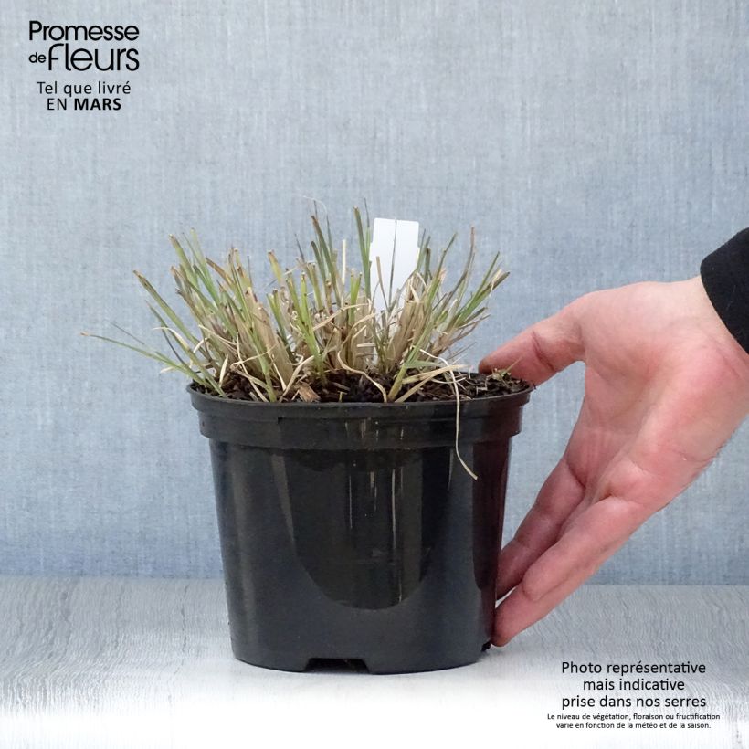 Example of Miscanthus sinensis Little Zebra - Prachtriet Pot van 2 l/3 l as you get in printemps