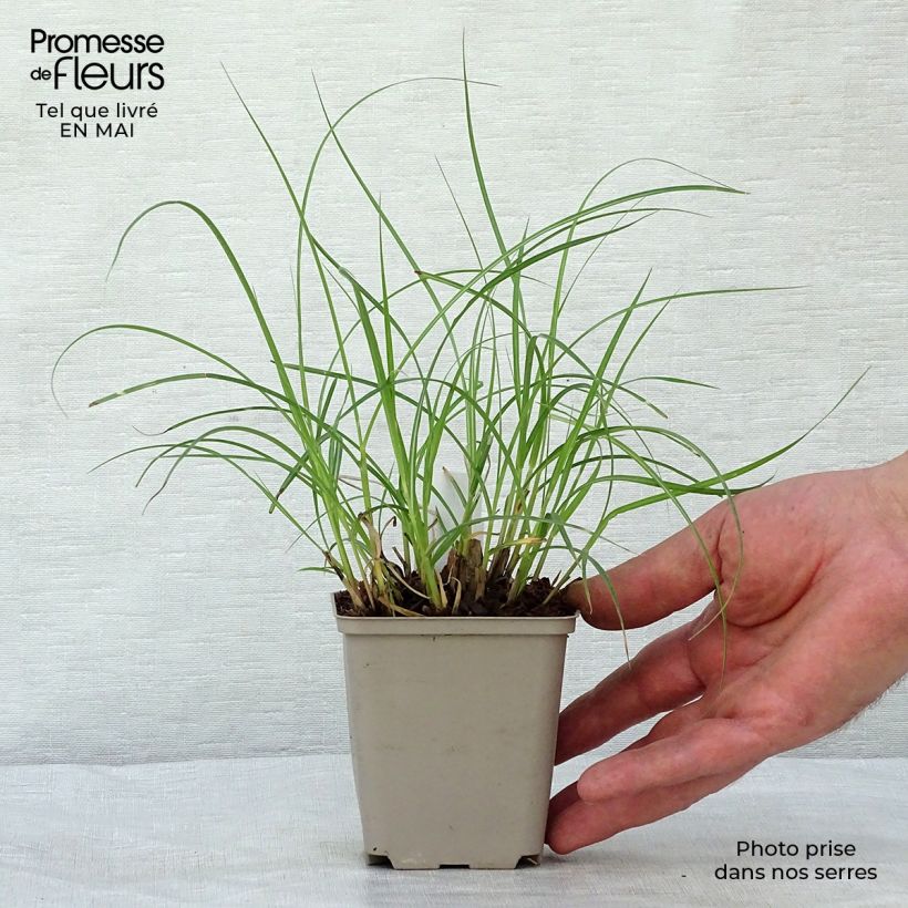 Example of Miscanthus sinensis Little Zebra - Prachtriet Kweekpotje van 8/9 cm as you get in printemps