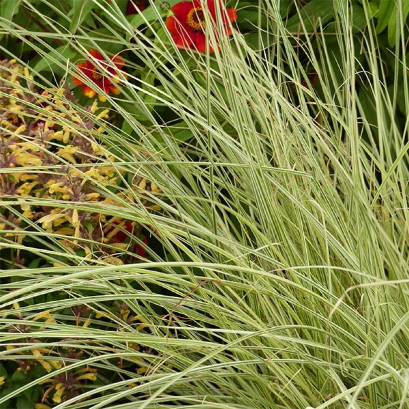 Miscanthus sinensis Morning Bright - Prachtriet (Blad)