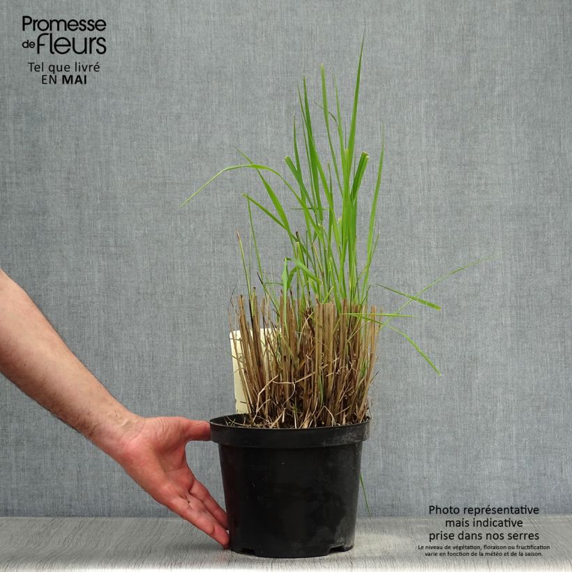 Example of Miscanthus sinensis Morning Light - Prachtriet Pot van 2 l/3 l as you get in printemps