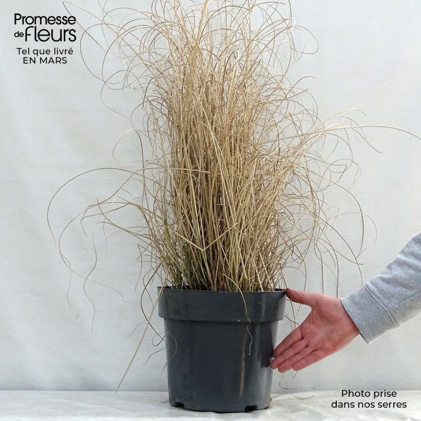 Example of Miscanthus sinensis Morning Light - Prachtriet Pot van 7,5 l/10 l as you get in printemps