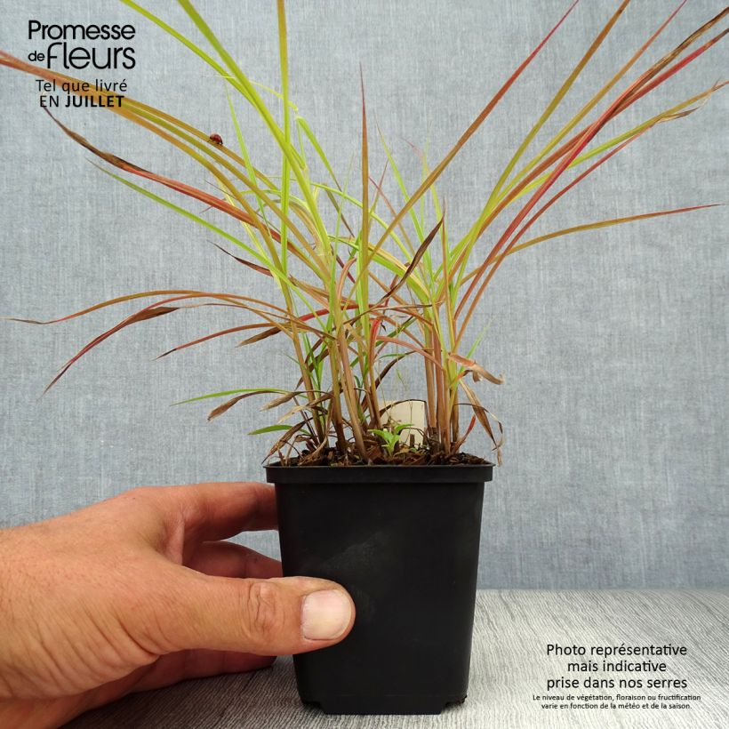 Exemplaar van Miscanthus sinensis Nippon - Prachtriet Kweekpotje van 8/9 cm zoals geleverd in de zomer