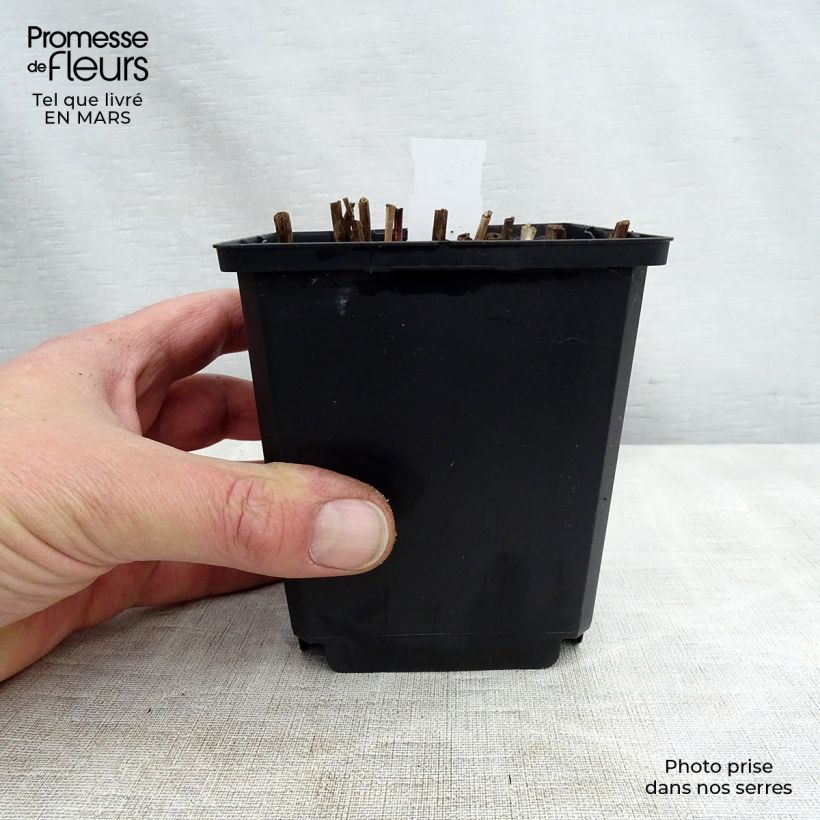 Example of Miscanthus sinensis Nippon - Prachtriet Kweekpotje van 8/9 cm as you get in printemps