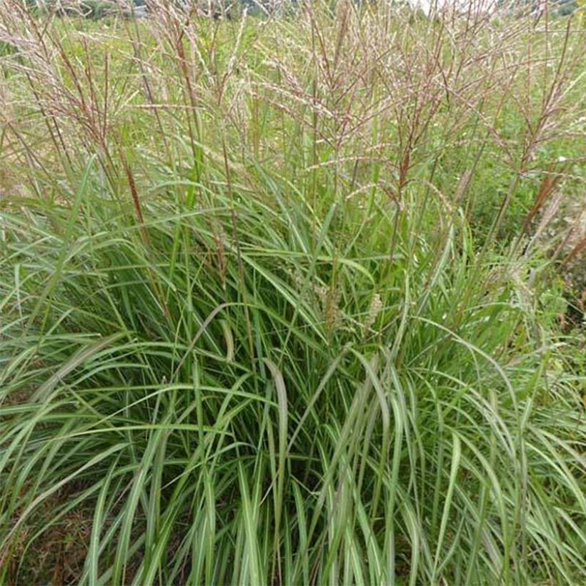 Miscanthus sinensis Purple Fall - Prachtriet (Blad)