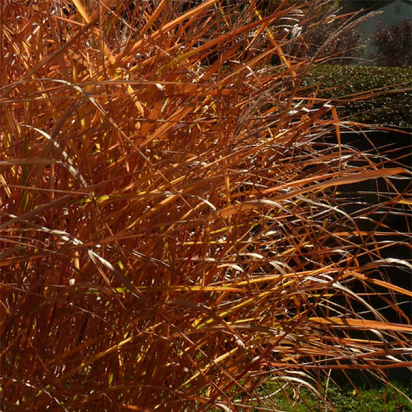 Miscanthus sinensis Purpurascens - Prachtriet (Blad)