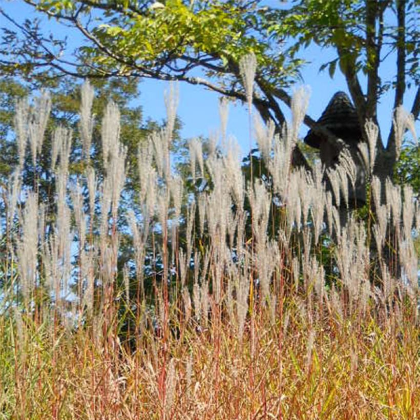 Miscanthus sinensis Purpurascens - Prachtriet (Bloei)