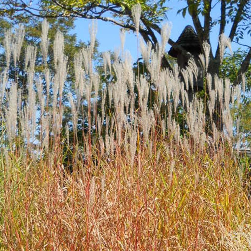 Miscanthus sinensis Purpurascens - Prachtriet (Groeiplaats)