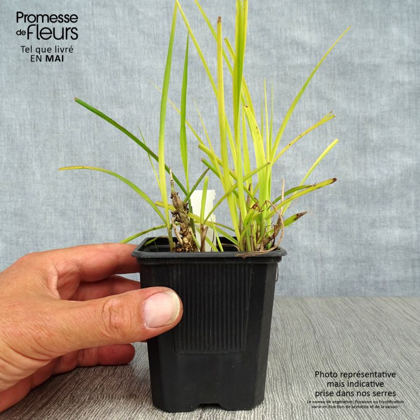 Exemplaar van Miscanthus sinensis Purpurascens - Prachtriet Kweekpotje van 8/9 cm zoals geleverd in de lente