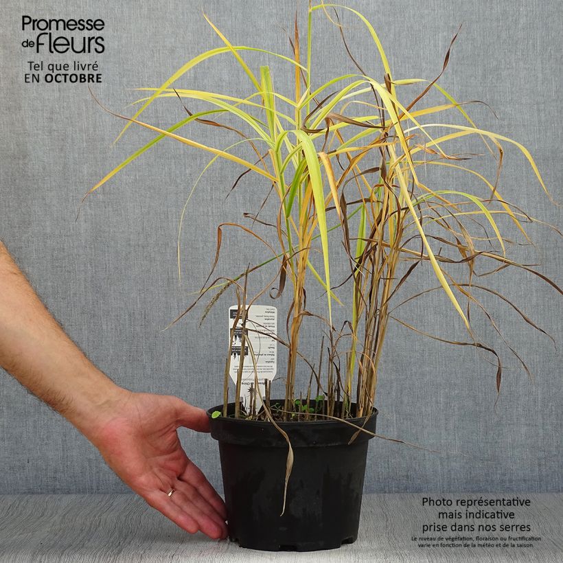 Exemplaar van Miscanthus sinensis Purpurascens - Prachtriet Pot van 2 l/3 l zoals geleverd in de herfst
