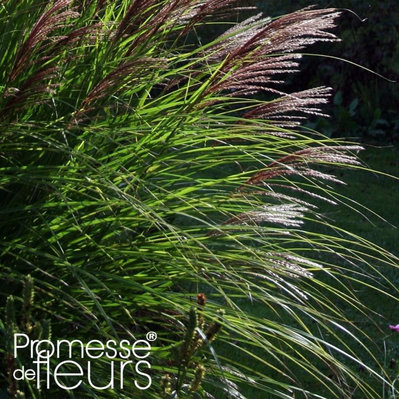 Miscanthus sinensis Red Chief - Prachtriet (Foliage)