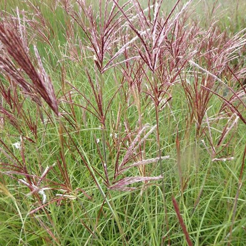 Miscanthus sinensis Red Chief - Prachtriet (Flowering)