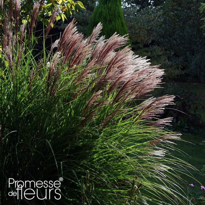 Miscanthus sinensis Red Chief - Prachtriet (Plant habit)