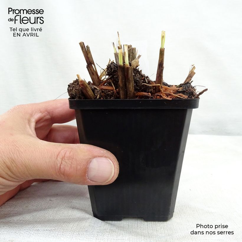 Example of Miscanthus sinensis Red Chief - Prachtriet Kweekpotje van 8/9 cm as you get in printemps